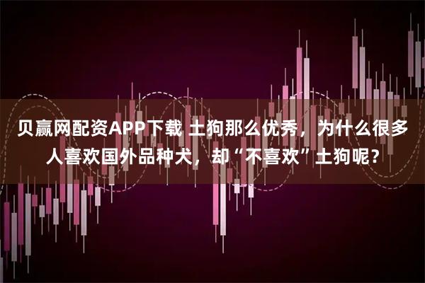 贝赢网配资APP下载 土狗那么优秀，为什么很多人喜欢国外品种犬，却“不喜欢”土狗呢？